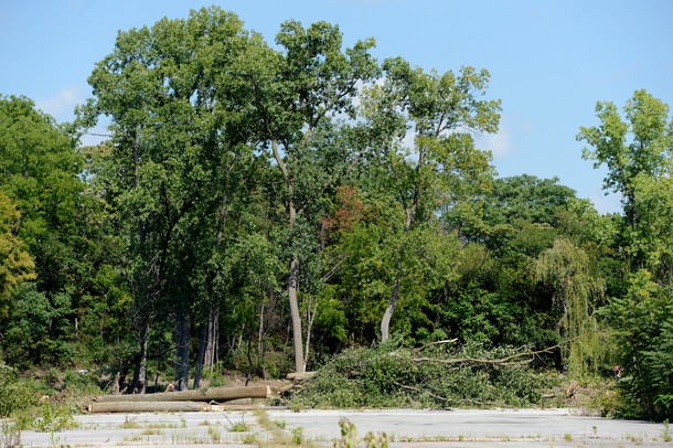 Trees are being removed as part of DTE and the DEQ's clean up efforts at the former MichCon site along the Huron River in Ann Arbor. Melanie Maxwell I AnnArbor.com
